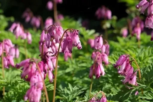 25 Pacific Bleeding Heart Seeds, Bleeding Heart Flower Plant, Bleeding Heart Seeds For Planting, Rare Bleeding Heart Seeds, Dicentra Seeds, Tropical Flower Plant, Perennial Flower Seeds