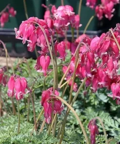 25 Pink Bleeding Heart Seeds, Bleeding Heart Flower Plant, Bleeding Heart Seeds For Planting, Rare Bleeding Heart Seeds, Dicentra Seeds, Tropical Flower Plant, Perennial Flower Seeds