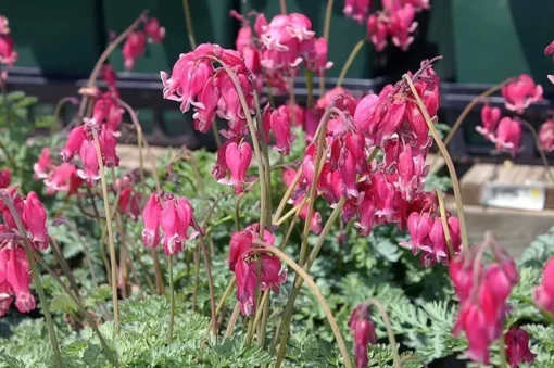 25 Pink Bleeding Heart Seeds, Bleeding Heart Flower Plant, Bleeding Heart Seeds For Planting, Rare Bleeding Heart Seeds, Dicentra Seeds, Tropical Flower Plant, Perennial Flower Seeds