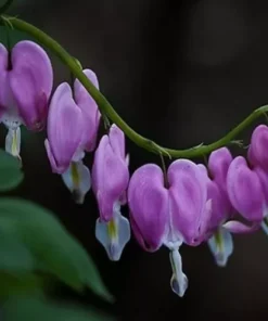 25 Purple Bleeding Heart Seeds, Bleeding Heart Flower Plant, Bleeding Heart Seeds For Planting, Rare Bleeding Heart Seeds, Dicentra Seeds, Tropical Flower Plant, Perennial Flower Seeds