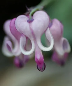 25 Purple White Bleeding Heart Seeds, Bleeding Heart Flower Plant, Bleeding Heart Seeds For Planting, Rare Bleeding Heart Seeds, Dicentra Seeds, Tropical Flower Plant, Perennial Flower Seeds