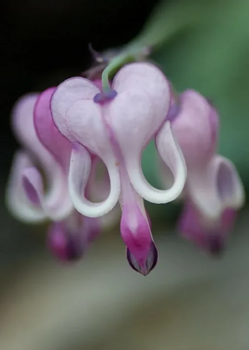 25 Purple White Bleeding Heart Seeds, Bleeding Heart Flower Plant, Bleeding Heart Seeds For Planting, Rare Bleeding Heart Seeds, Dicentra Seeds, Tropical Flower Plant, Perennial Flower Seeds