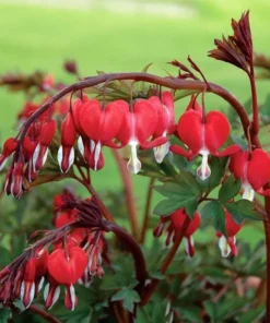 25 Red Bleeding Heart Seeds, Bleeding Heart Flower Plant, Bleeding Heart Seeds For Planting, Rare Bleeding Heart Seeds, Dicentra Seeds, Tropical Flower Plant, Perennial Flower Seeds