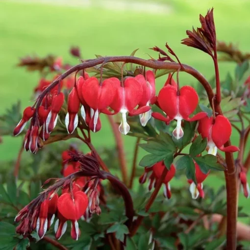 25 Red Bleeding Heart Seeds, Bleeding Heart Flower Plant, Bleeding Heart Seeds For Planting, Rare Bleeding Heart Seeds, Dicentra Seeds, Tropical Flower Plant, Perennial Flower Seeds