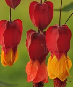 25 Red Orange Bleeding Heart Seeds, Bleeding Heart Flower Plant, Bleeding Heart Seeds For Planting, Rare Bleeding Heart Seeds, Tropical Flower Plant, Perennial Flower Seeds