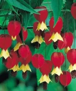 25 Red Yellow Bleeding Heart Seeds, Bleeding Heart Flower Plant, Bleeding Heart Seeds For Planting, Rare Bleeding Heart Seeds, Tropical Flower Plant, Perennial Flower Seeds