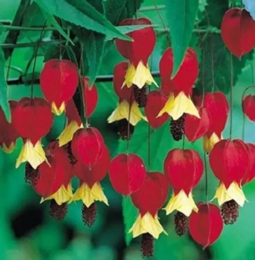 25 Red Yellow Bleeding Heart Seeds, Bleeding Heart Flower Plant, Bleeding Heart Seeds For Planting, Rare Bleeding Heart Seeds, Tropical Flower Plant, Perennial Flower Seeds