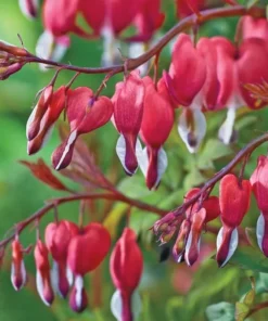 25 Valentine Bleeding Heart Seeds, Bleeding Heart Flower Plant, Bleeding Heart Seeds For Planting, Rare Bleeding Heart Seeds, Dicentra Seeds, Tropical Flower Plant, Perennial Flower Seeds