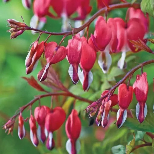 25 Valentine Bleeding Heart Seeds, Bleeding Heart Flower Plant, Bleeding Heart Seeds For Planting, Rare Bleeding Heart Seeds, Dicentra Seeds, Tropical Flower Plant, Perennial Flower Seeds