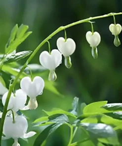 25 White Bleeding Heart Seeds, Bleeding Heart Flower Plant, Bleeding Heart Seeds For Planting, Rare Bleeding Heart Seeds, Dicentra Seeds, Tropical Flower Plant, Perennial Flower Seeds