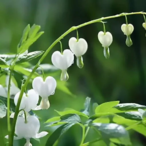 25 White Bleeding Heart Seeds, Bleeding Heart Flower Plant, Bleeding Heart Seeds For Planting, Rare Bleeding Heart Seeds, Dicentra Seeds, Tropical Flower Plant, Perennial Flower Seeds