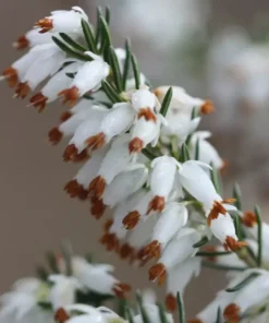 25 White Brown Bleeding Heart Seeds, Bleeding Heart Flower Plant, Bleeding Heart Seeds For Planting, Rare Bleeding Heart Seeds, Dicentra Seeds, Tropical Flower Plant, Perennial Flower Seeds