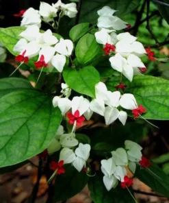 25 White Red Bleeding Heart Seeds, Bleeding Heart Flower Plant, Bleeding Heart Seeds For Planting, Rare Bleeding Heart Seeds,Tropical Flower Plant, Perennial Flower Seeds