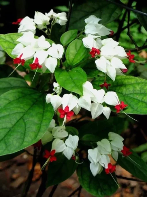 25 White Red Bleeding Heart Seeds, Bleeding Heart Flower Plant, Bleeding Heart Seeds For Planting, Rare Bleeding Heart Seeds,Tropical Flower Plant, Perennial Flower Seeds