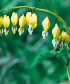 25 Yellow Bleeding Heart Seeds, Bleeding Heart Flower Plant, Bleeding Heart Seeds For Planting, Rare Bleeding Heart Seeds, Dicentra Seeds, Tropical Flower Plant, Perennial Flower Seeds