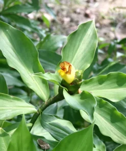 3 Healthy Green Insulin Plant Roots Costus Igneus Roots for Planting Gardening