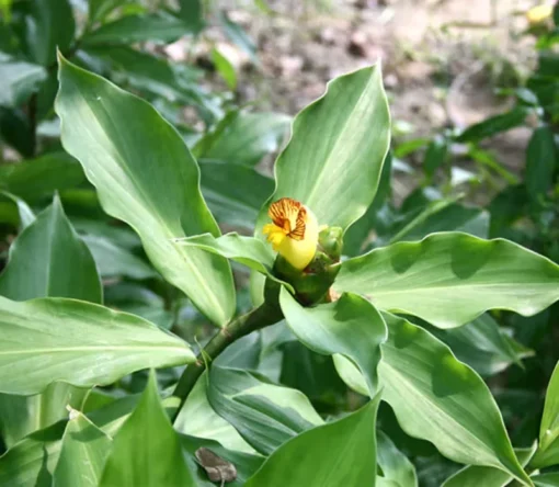 3 Healthy Green Insulin Plant Roots Costus Igneus Roots for Planting Gardening