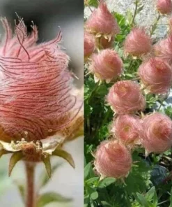 45 Seeds Prairie Smoke Seeds -Geum Triflorum Seeds