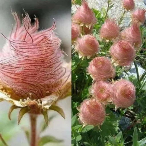 45 Seeds Prairie Smoke Seeds -Geum Triflorum Seeds