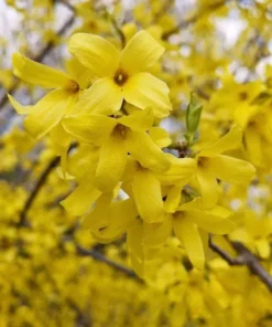 5 (12-18”) Forsythia Shrub (ROOTED CUTTINGS)