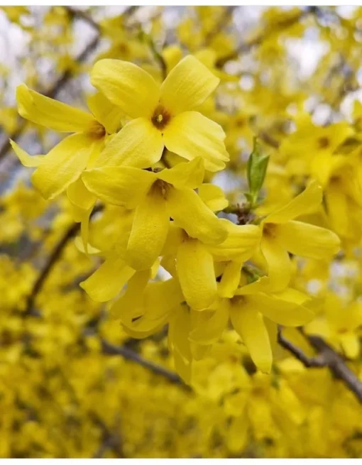 5 (12-18”) Forsythia Shrub (ROOTED CUTTINGS)