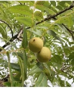 5 Black Walnut Trees Bare Root – 12-18 Inch Hardy Saplings for Shade