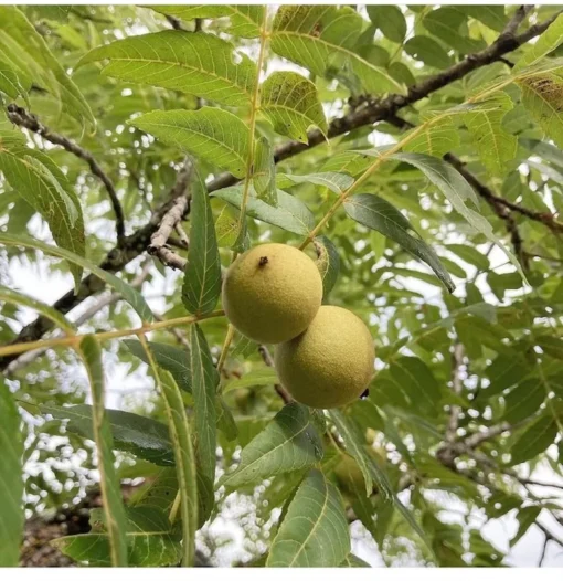 5 Black Walnut Trees Bare Root – 12-18 Inch Hardy Saplings for Shade