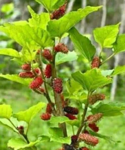 5 Red Mulberry Bare Root Trees | 12-24 Inches | Hardy Fruit & Shade Trees