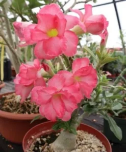 5 Seeds Pink Desert Rose Flower Adenium Obesum Peony Bonsai Seeds