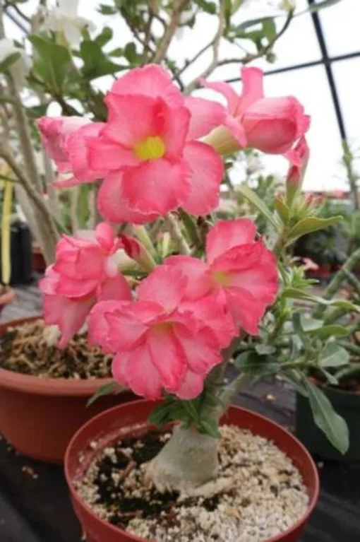 5 Seeds Pink Desert Rose Flower Adenium Obesum Peony Bonsai Seeds