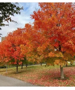 5 Sugar Maple Trees | Bare Root | 6-12 Inches | Hardy Shade Trees