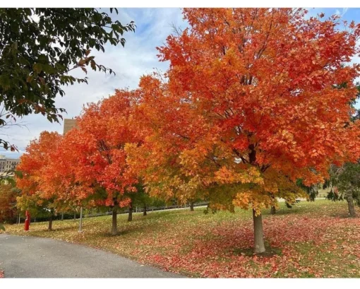 5 Sugar Maple Trees | Bare Root | 6-12 Inches | Hardy Shade Trees