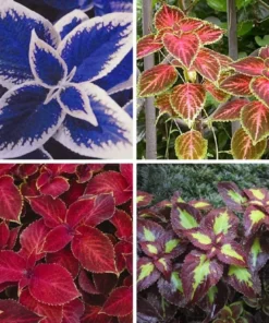 50 Coleus Seeds Diy Mix Color