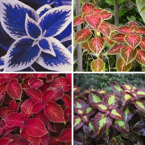 50 Coleus Seeds Diy Mix Color