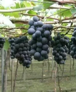 50 Kyoho Grapes Seeds-50 Seeds Fruit Tree Seeds