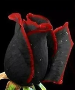 50 Seeds Beautiful Black Rose Flower With Red Edge Seeds