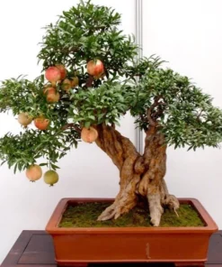 50 Seeds Bonsai Pomegranate Seeds Very Sweet Fruit