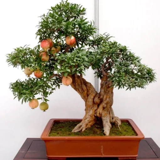 50 Seeds Bonsai Pomegranate Seeds Very Sweet Fruit