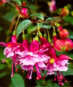 50 Seeds Fuchsia Seeds Potted Flowers Seeds,Bonsai Seeds