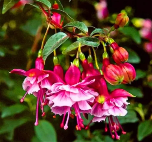 50 Seeds Fuchsia Seeds Potted Flowers Seeds,Bonsai Seeds