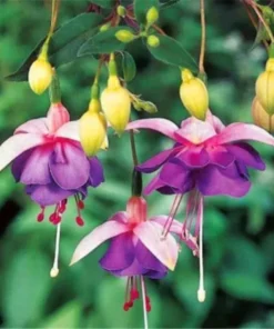 50 Seeds Fuchsia Seeds Potted Flowers Seeds,Bonsai Seeds