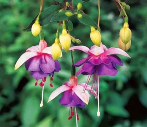 50 Seeds Fuchsia Seeds Potted Flowers Seeds,Bonsai Seeds