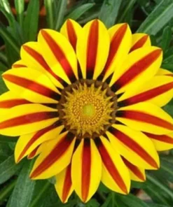 50 Seeds Gazania Rigens Marigold Sunflower Seeds