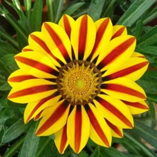 50 Seeds Gazania Rigens Marigold Sunflower Seeds