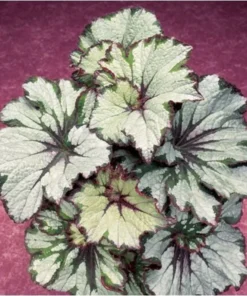 50 Seeds Green Begonia Flower Seeds