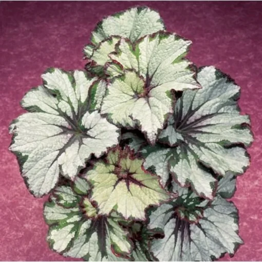 50 Seeds Green Begonia Flower Seeds