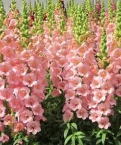 50 Seeds Of Sweet Pink Snapdragon Flower Seeds