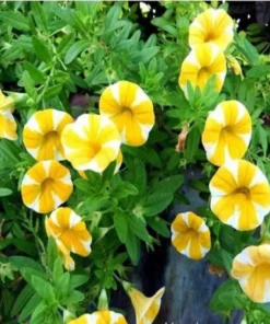 50 Seeds Of Yellow Scarce Rare Phantom Petunia Flower Seeds