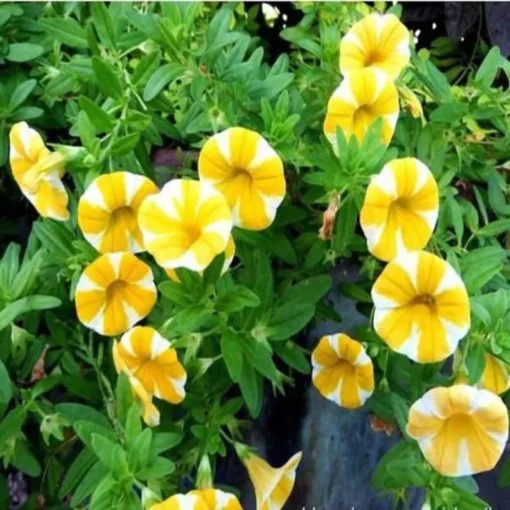 50 Seeds Of Yellow Scarce Rare Phantom Petunia Flower Seeds