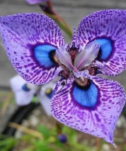 50 Seeds Phalaenopsis Butterfly Orchid Seeds Balcony Pot Flower Perennial